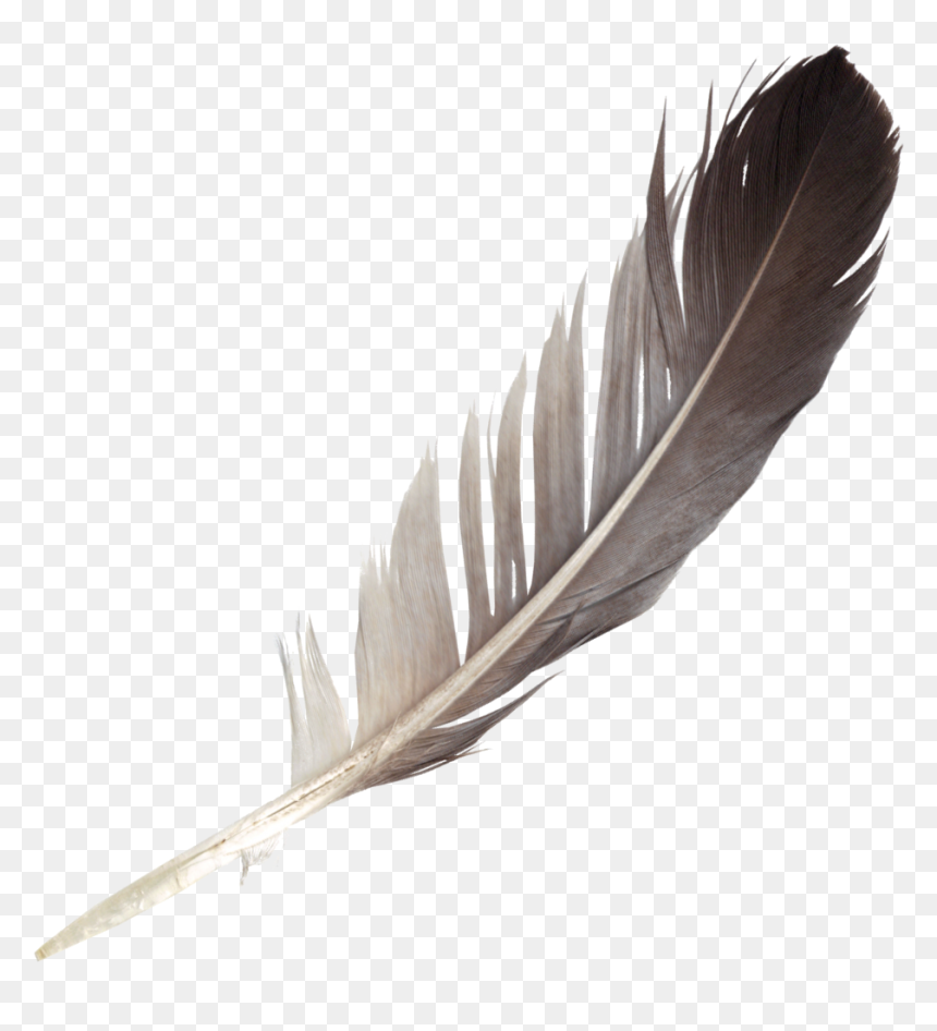 Feather Png, Transparent Png - feather boa png