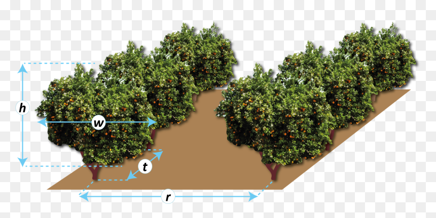 Plantation, HD Png Download - row of trees png