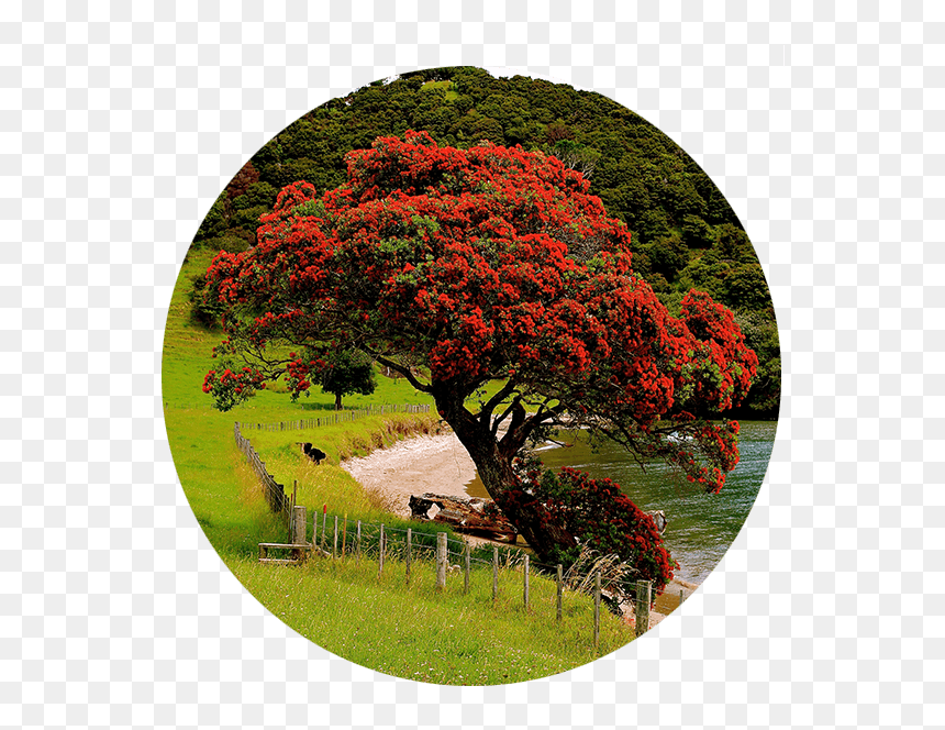 Autumn, HD Png Download - row of trees png