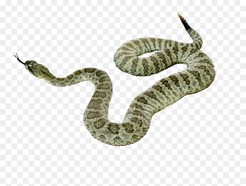 Portable Network Graphics, HD Png Download - snake icon png