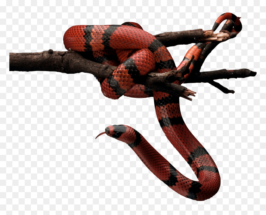 Red Snake Png, Transparent Png - snake icon png