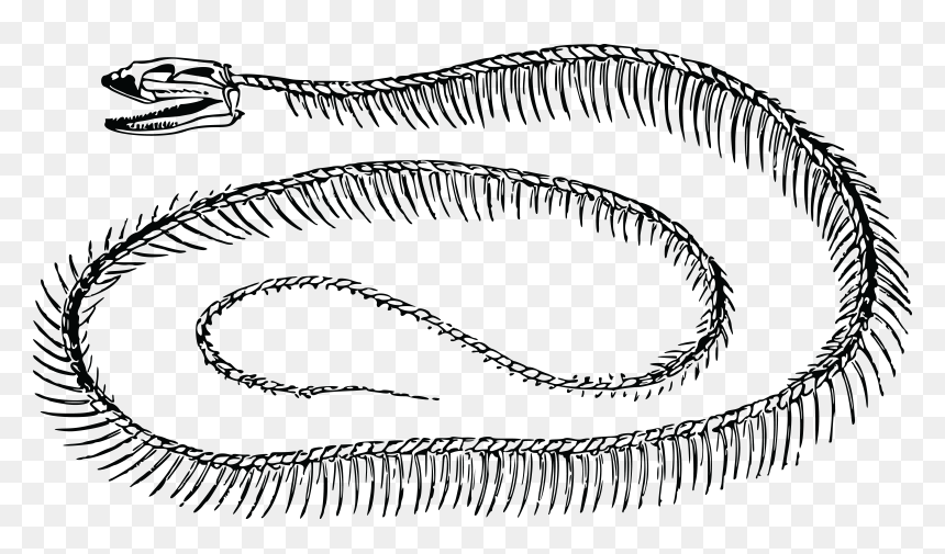 Snake Skeleton Black And White, HD Png Download - snake icon png