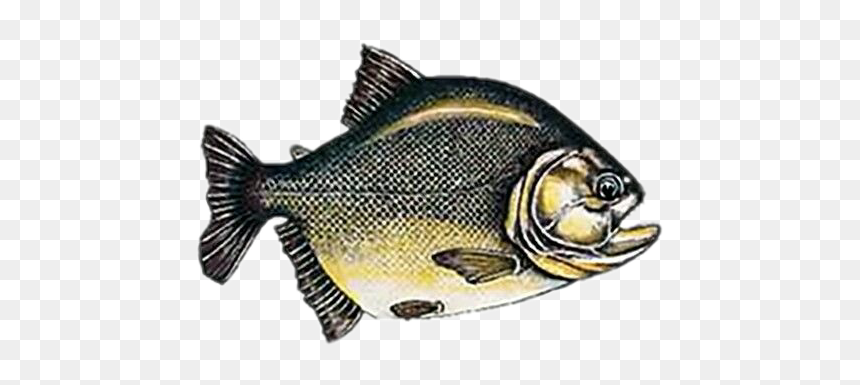 Primeiros Peixes Com Mandibulas, HD Png Download - piranha png