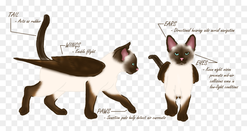 Siamese, HD Png Download - cat scratch png