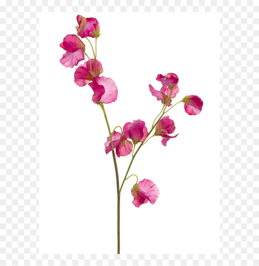 Artificial Flower, HD Png Download - sweet pea png