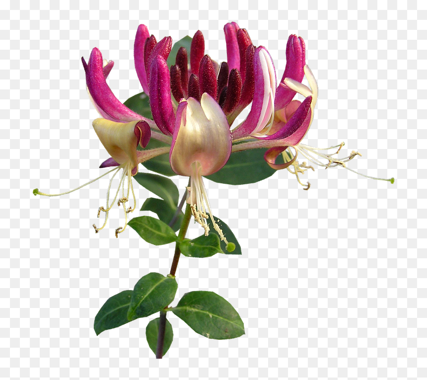 Honeysuckle Flower Png, Transparent Png - honeysuckle png