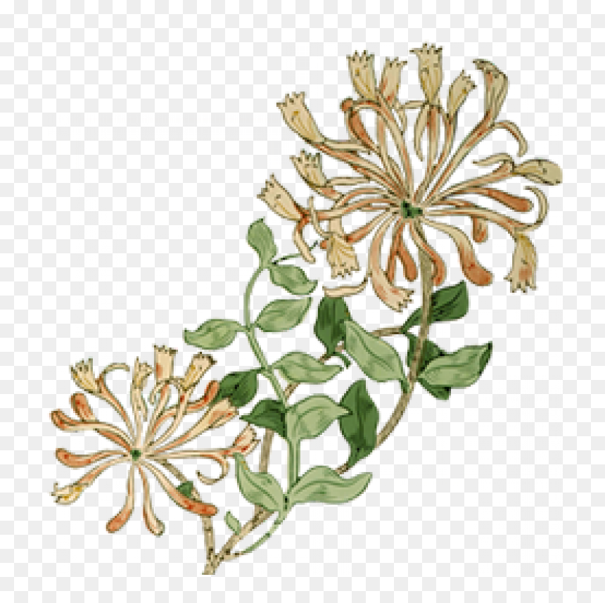Honeysuckle May Morris, HD Png Download - honeysuckle png