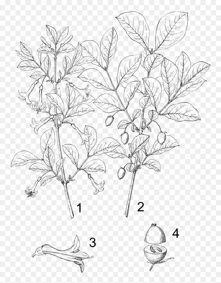 Drawings Of Honeysuckles, HD Png Download - honeysuckle png