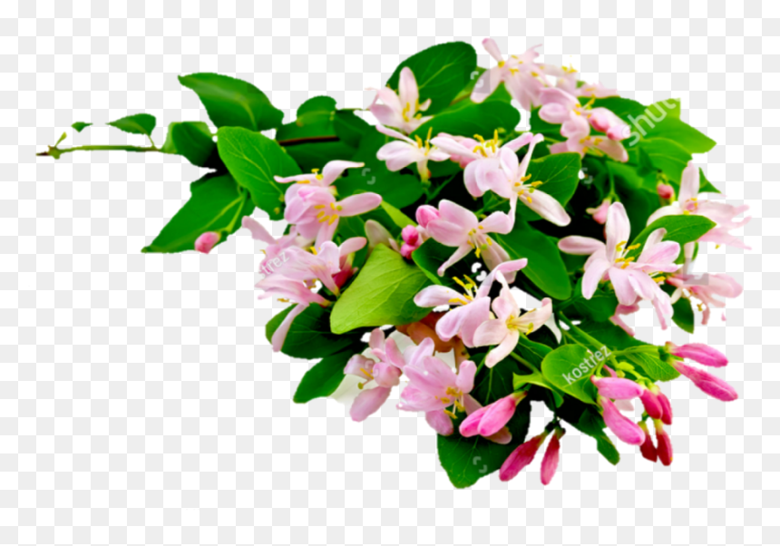 Honeysuckle Cutout, HD Png Download - honeysuckle png