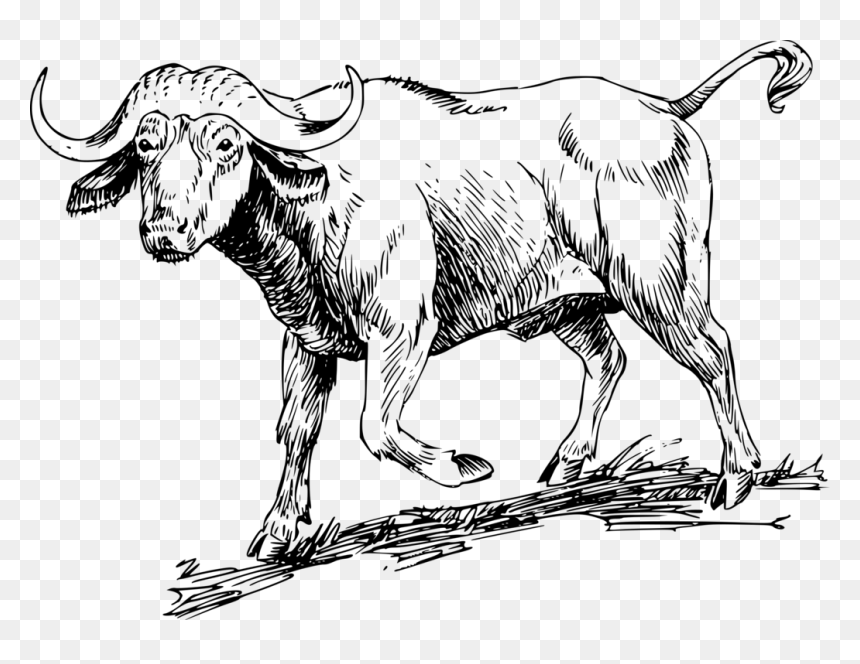 Buffalo Clipart Black And White, HD Png Download - buffalo silhouette png