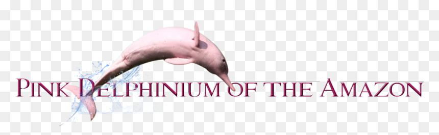 Common Bottlenose Dolphin, HD Png Download - pink dolphin png