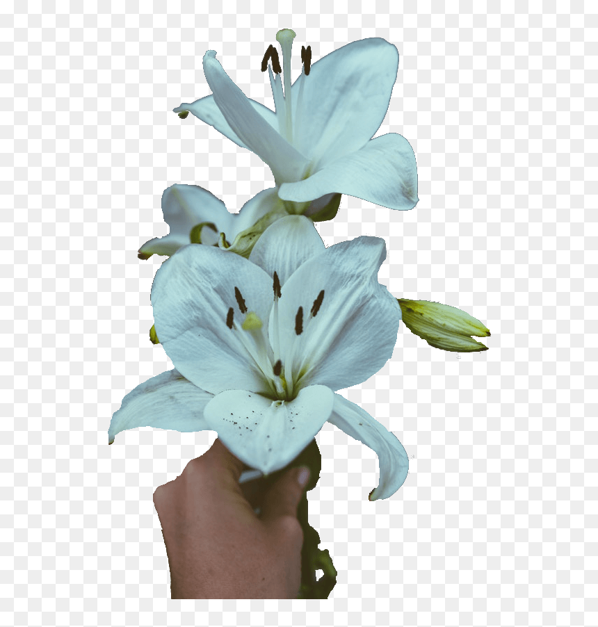 Stargazer Lily, HD Png Download - funeral flowers png
