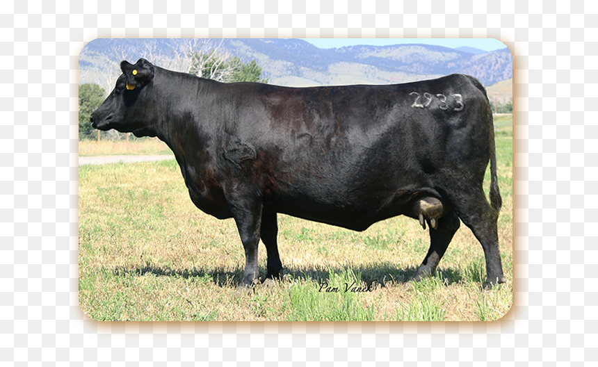 Dairy Cow, HD Png Download - diamond .png