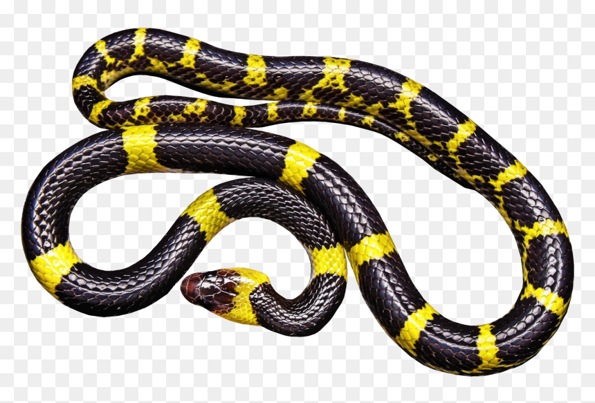 Post Malone Beerbongs And Bentleys, HD Png Download - snake silhouette png