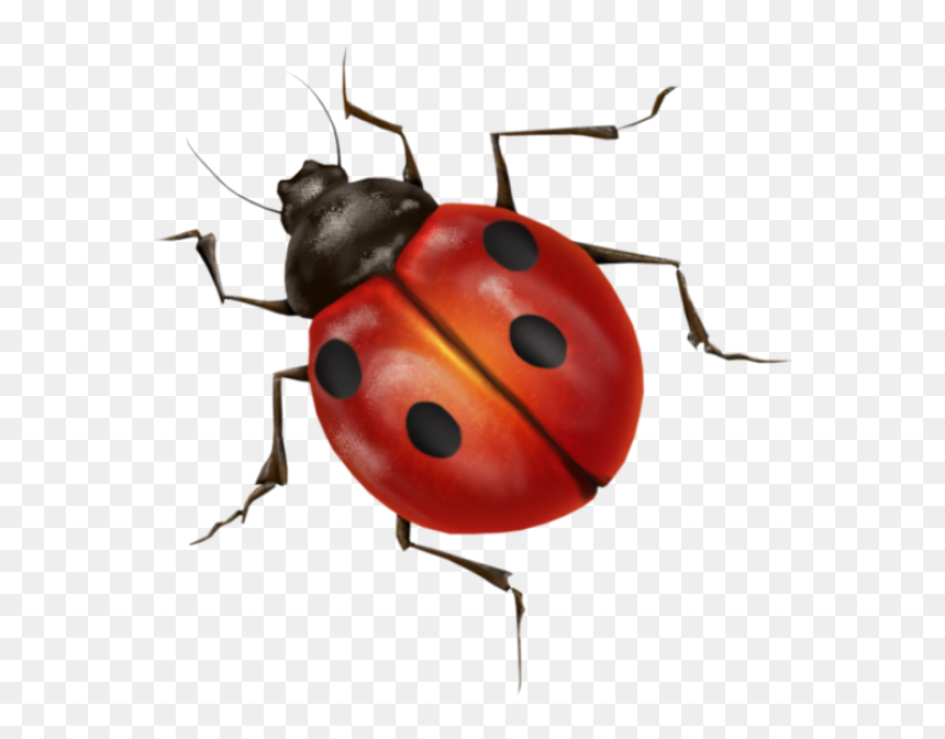 Ladybug Transparent Background, HD Png Download - lady bugs png