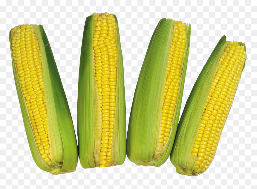 Espiga De Milho Verde, HD Png Download - corn.png