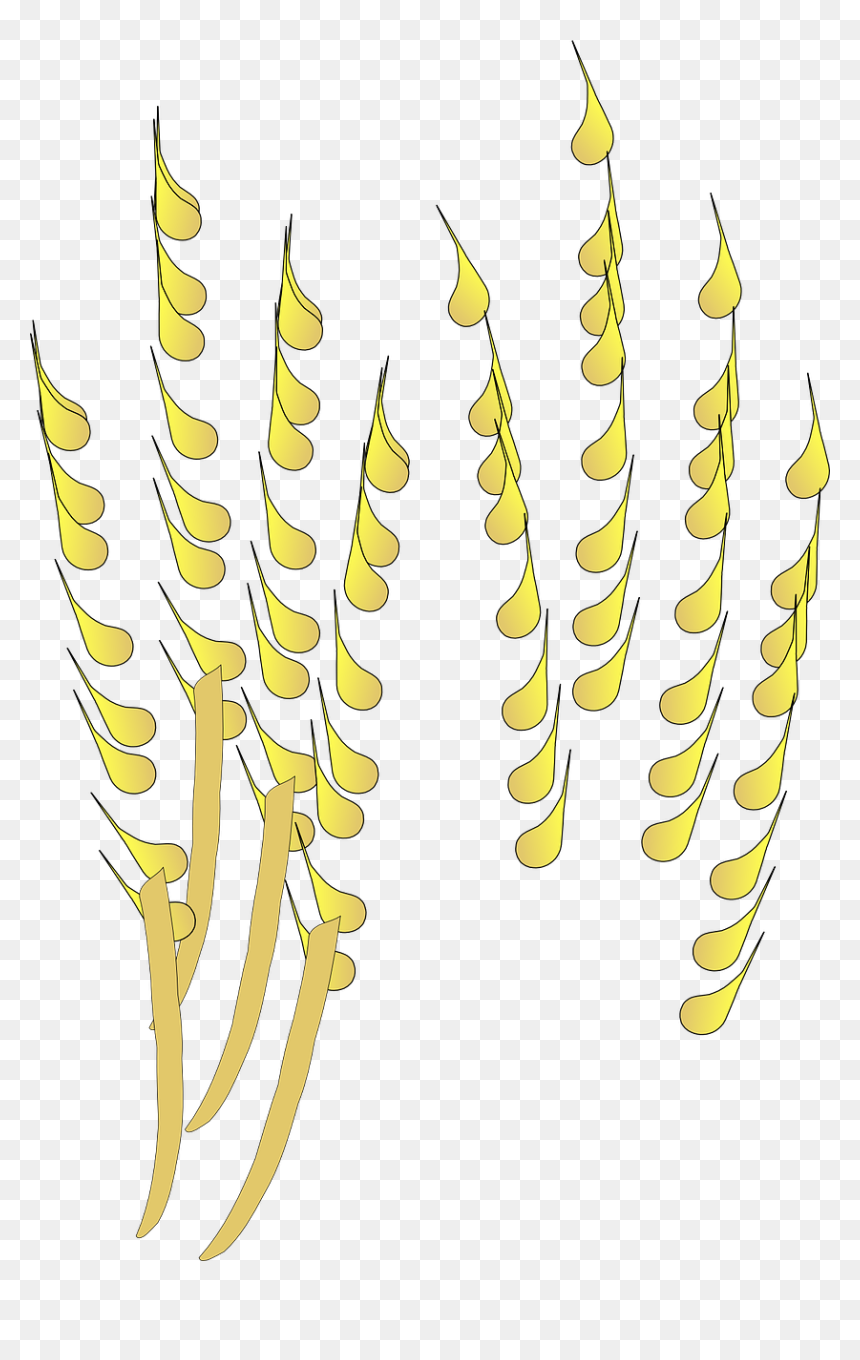 Cultivo De Cereales Png, Transparent Png - corn.png