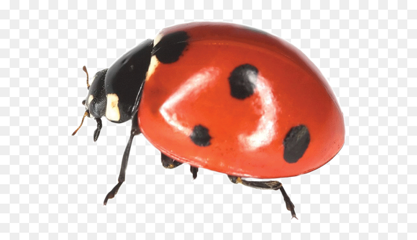Ladybird Png, Transparent Png - lady bugs png