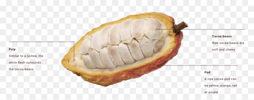 Does Cocoa Come, HD Png Download - cocoa beans png