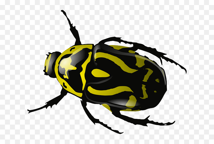 Insect Clipart, HD Png Download - lady bugs png