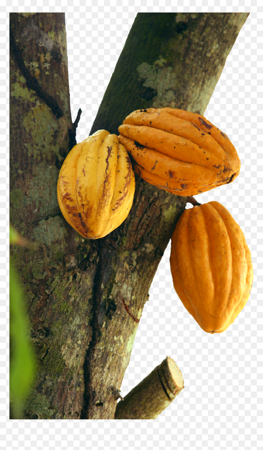 Arbol De Cacao Png, Transparent Png - cocoa beans png