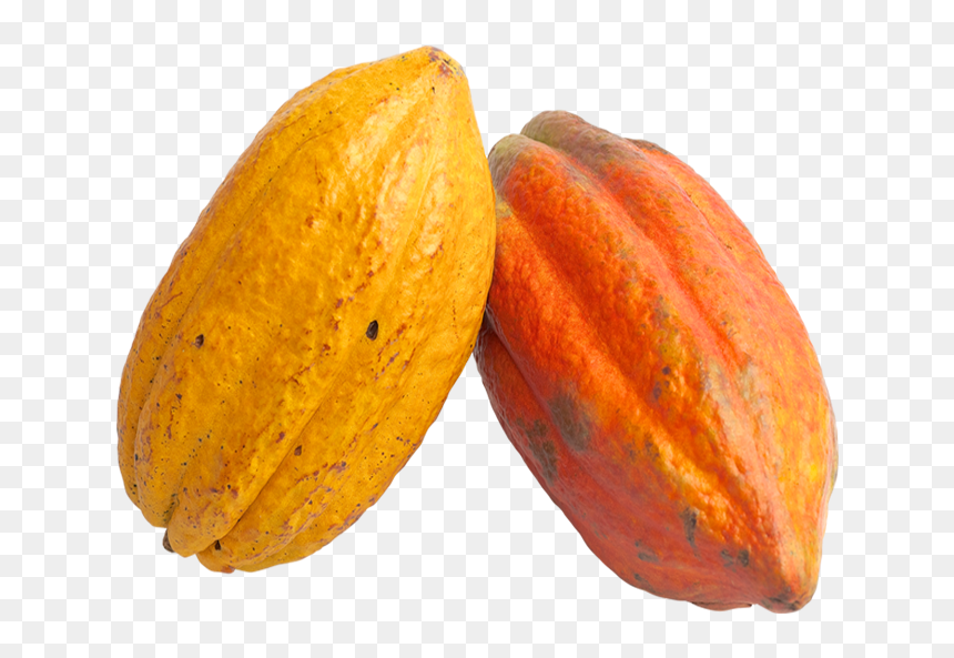 Cacao Png, Transparent Png - cocoa beans png