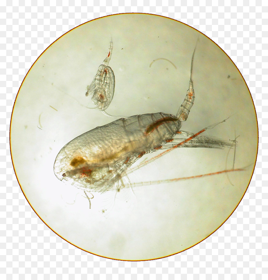 Net-winged Insects, HD Png Download - twilight zone png