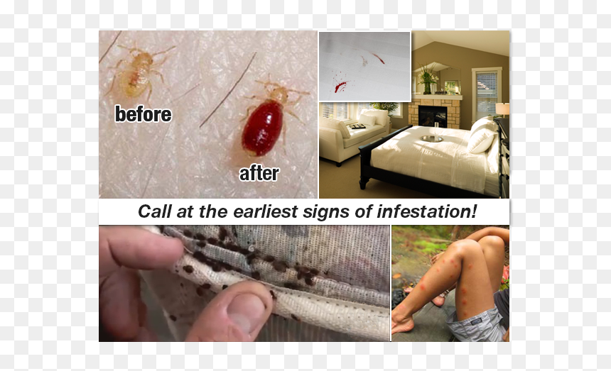 House Fly, HD Png Download - bed bug png