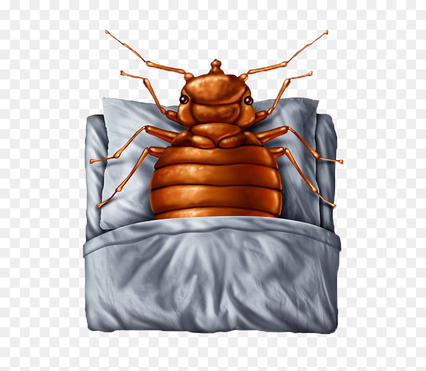 Insomnia Psychology Definition, HD Png Download - bed bug png