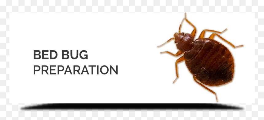 Beetle, HD Png Download - bed bug png