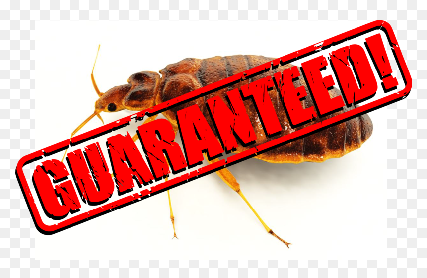 Insect, HD Png Download - bed bug png