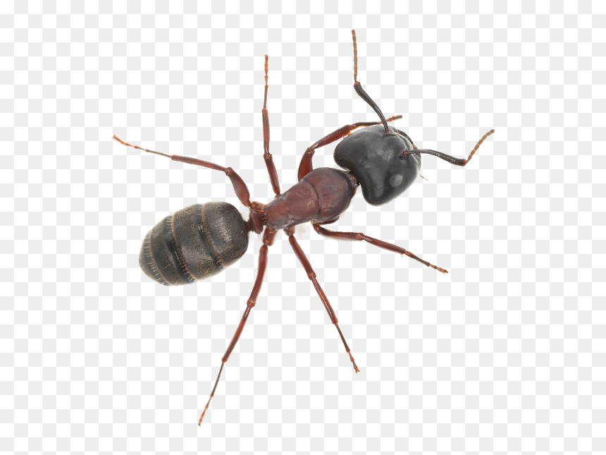 One Hour Pest Control, HD Png Download - bed bug png