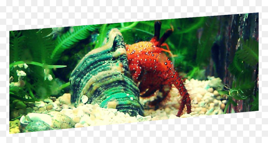 Hermit Crab Png, Transparent Png - hermit crab png