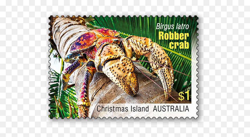 Hermit Crab, HD Png Download - hermit crab png