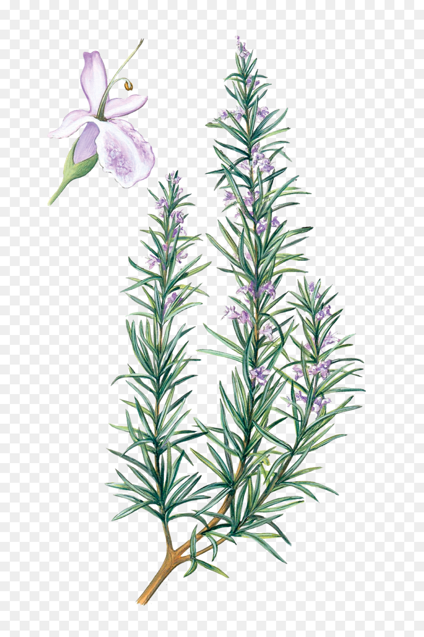 Transparent Rosemary Flower, HD Png Download - lavender sprig png
