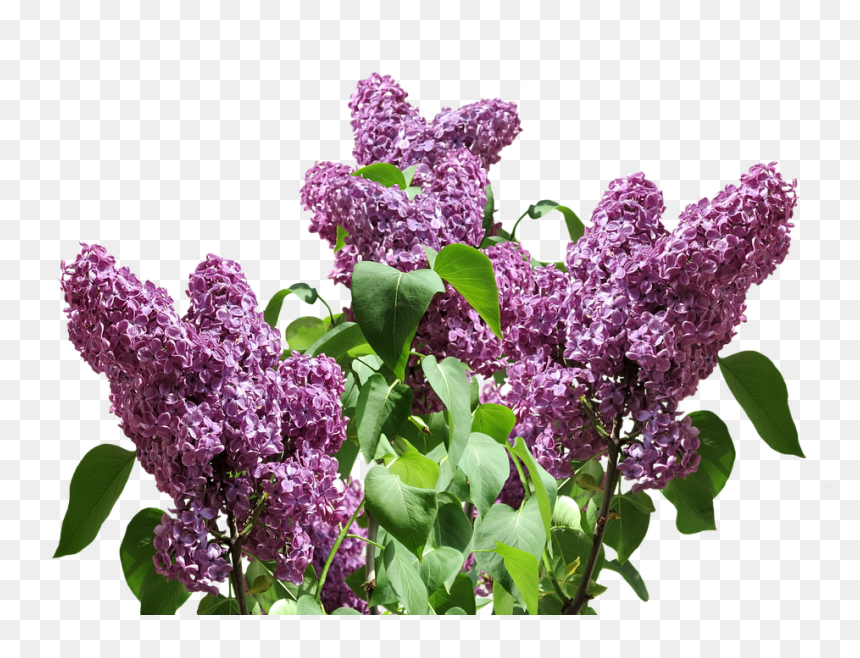 Święto Bzów Siedlisko 2019, HD Png Download - lavender sprig png
