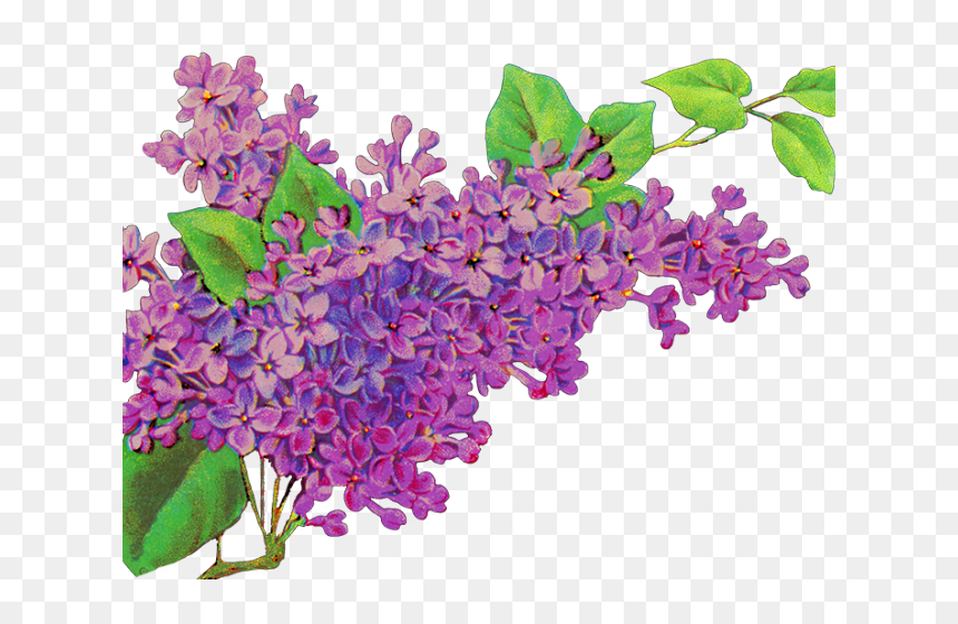 Liliac Png, Transparent Png - lavender sprig png
