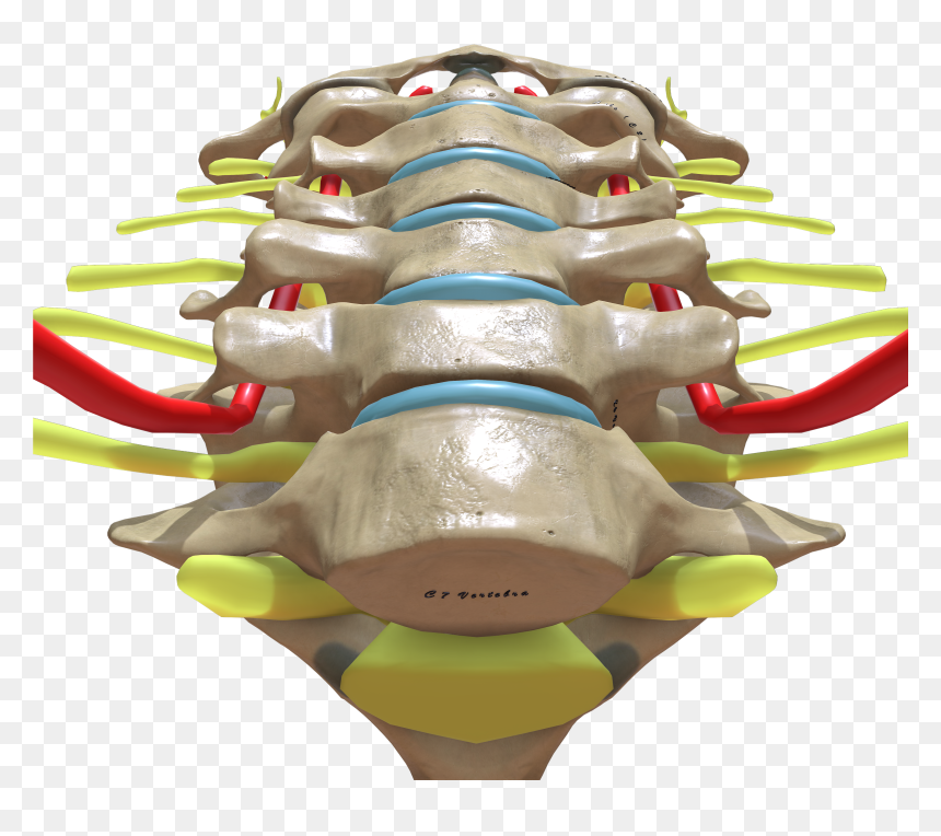 Bottom Png, Transparent Png - bottom png