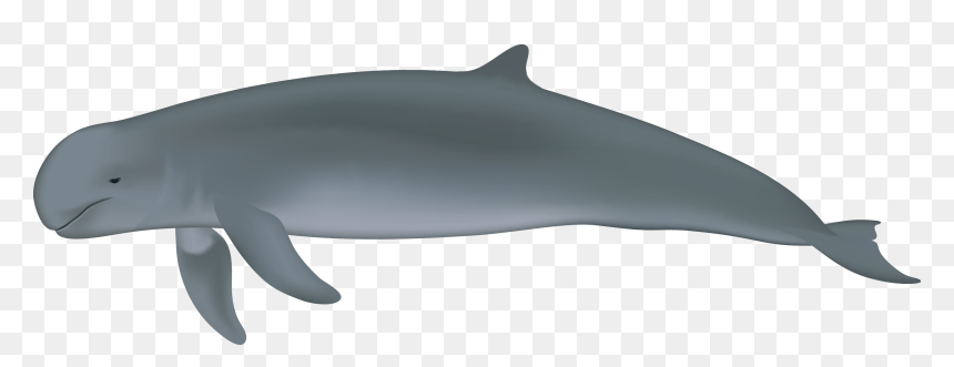 Irrawaddy Dolphin Full Body, HD Png Download - moaning emoji png