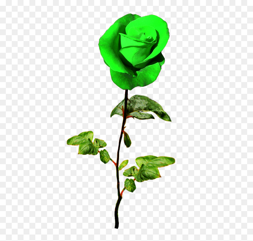 Valentine Greeting With Flowers, HD Png Download - patrick.png