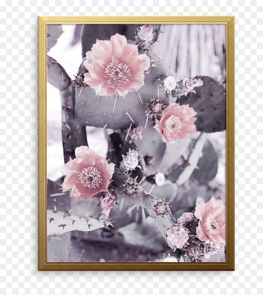 Garden Roses, HD Png Download - peony outline png