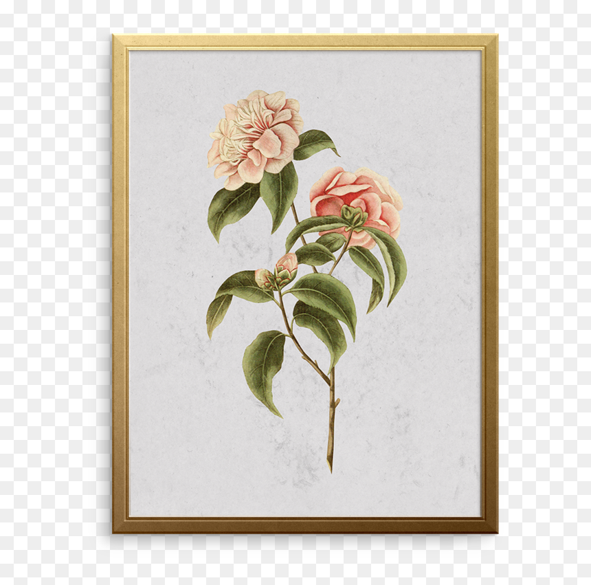 Rosa Glauca, HD Png Download - peony outline png