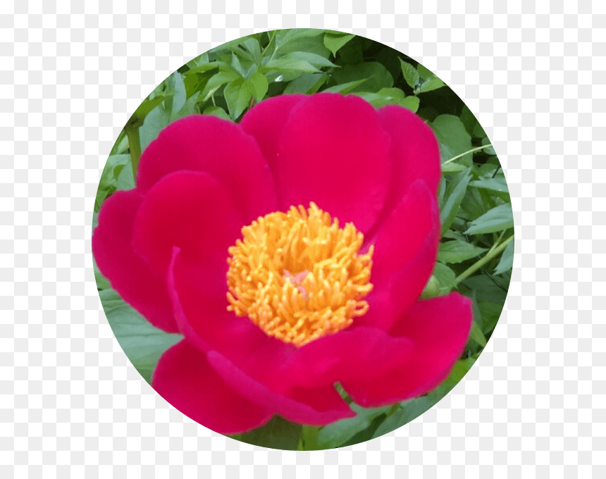 Common Peony, HD Png Download - peony outline png