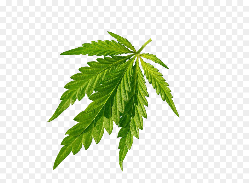 Cannabis, HD Png Download - thug life weed png