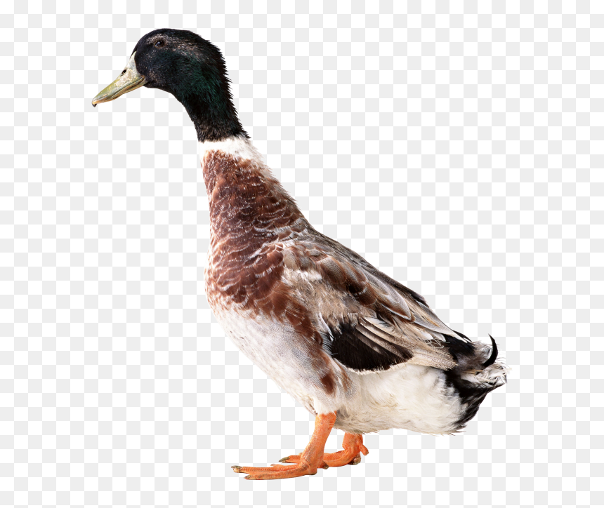 Duck Png, Transparent Png - duck png