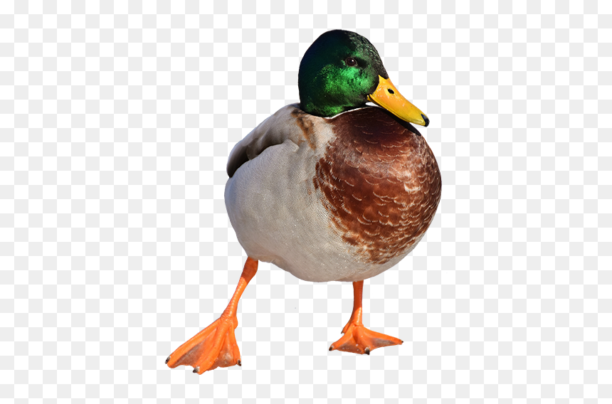 Duck, HD Png Download - duck png