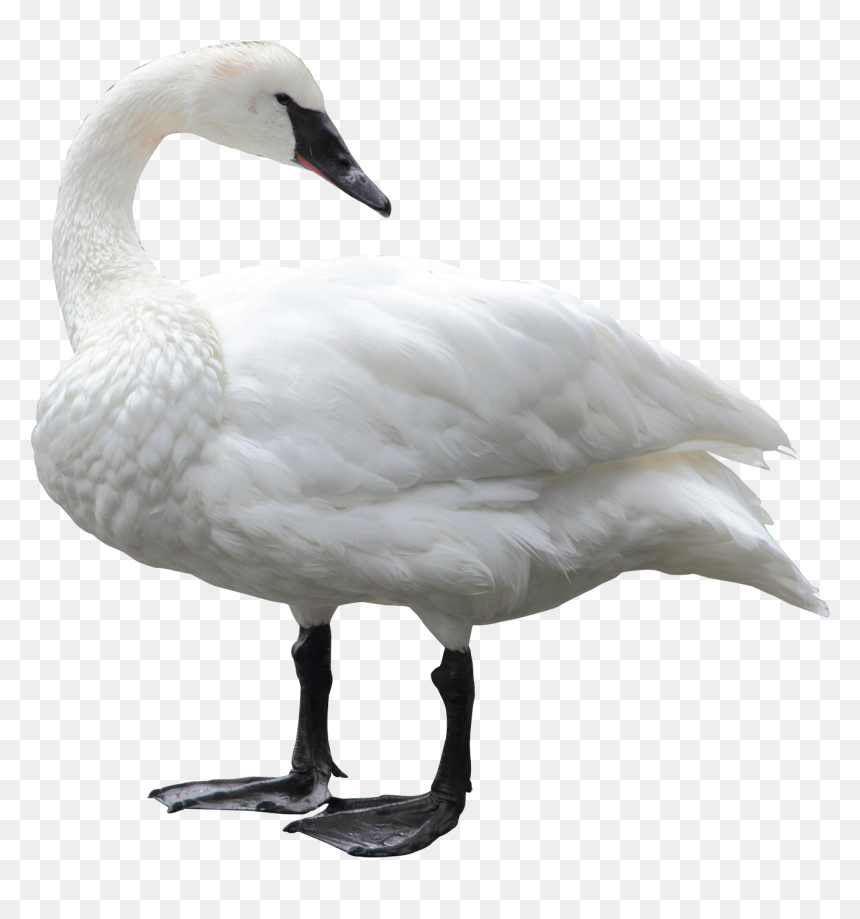 Swan Png, Transparent Png - duck png