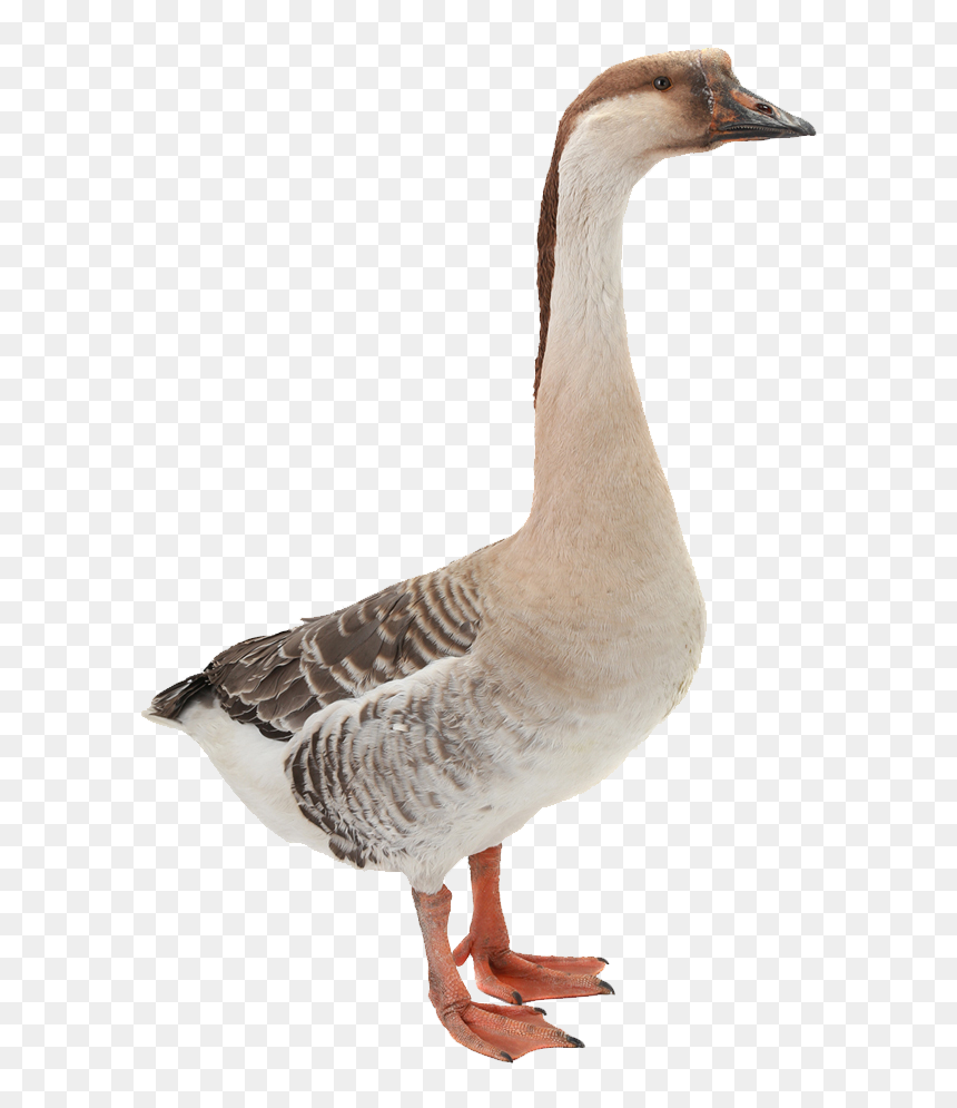 Hình Ảnh Con Ngỗng, HD Png Download - duck png