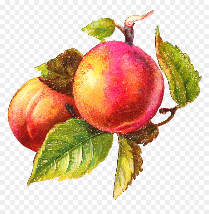 Peaches Art, HD Png Download - peach png