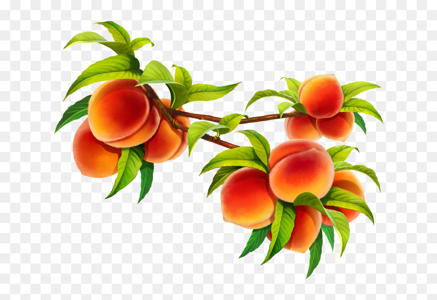 Nectarines, HD Png Download - peach png